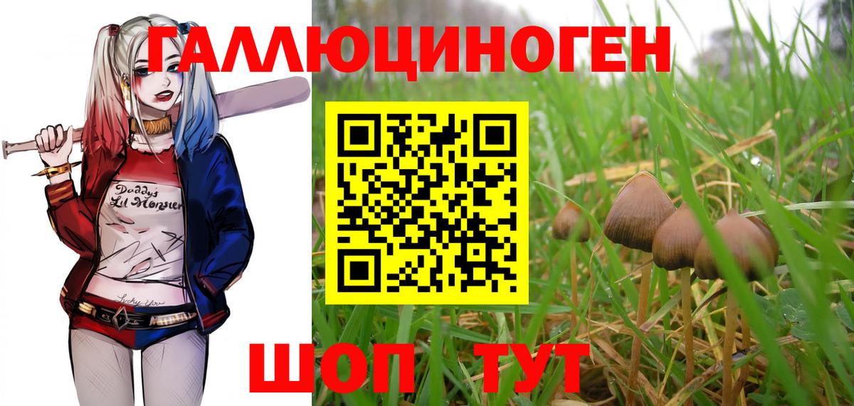 Галлюциногенные грибы Psilocybine cubensis Пушкино